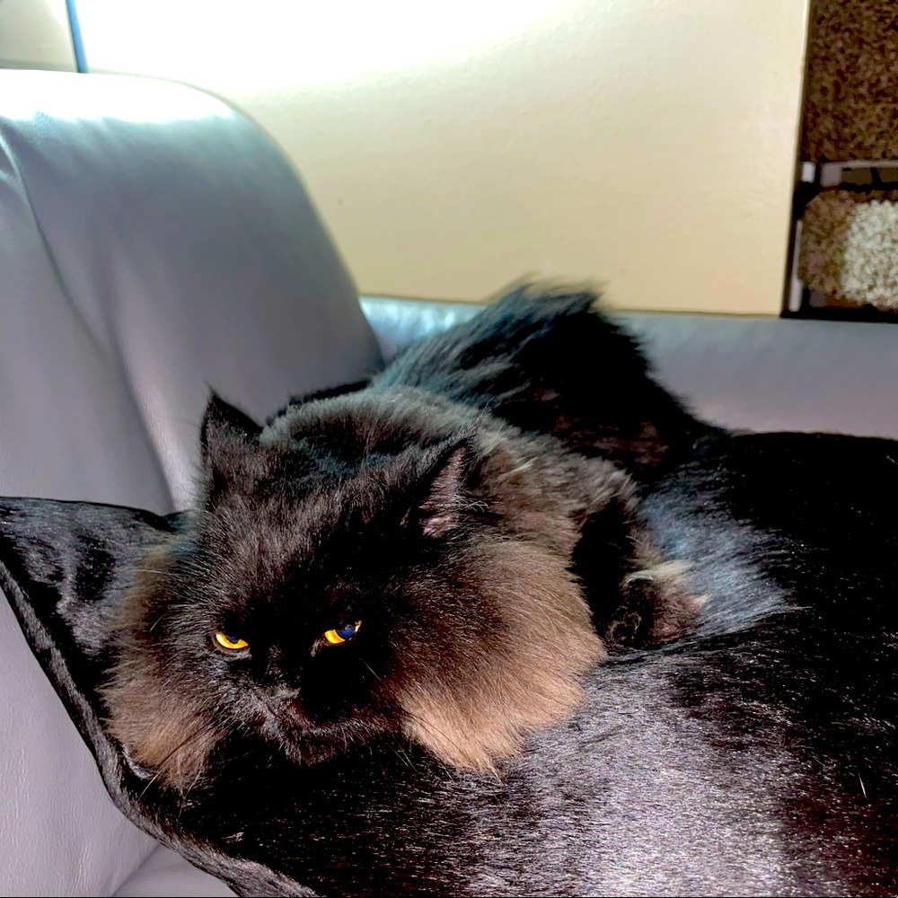 Angry cat
